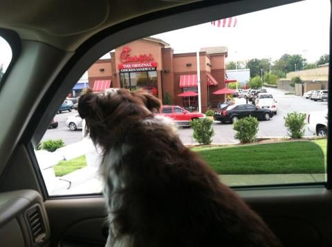 http://i1196.photobucket.com/albums/aa402/LadyLiberty1885/TheArticles/CFABuycott2012/ChikFilA_LittleRock.jpg