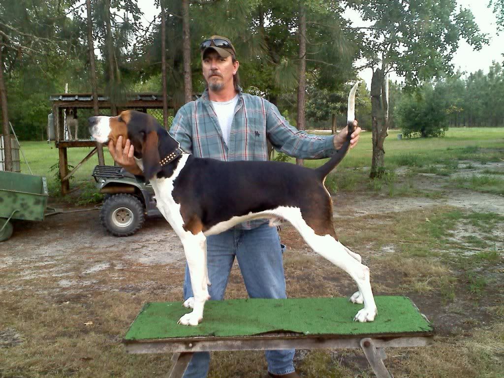 Ukc treeing walker coonhounds