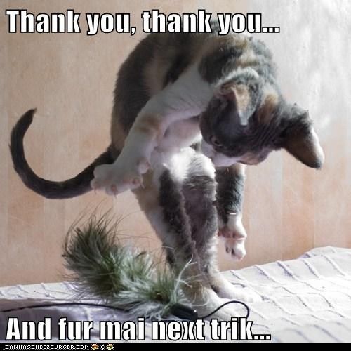 Funny Thank You Cat Images Thank you funny cat anali