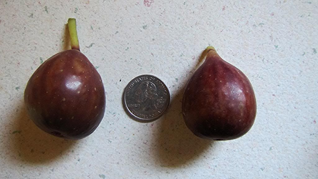  photo 6c764e45-78bc-4542-8189-b32442b35487.jpg