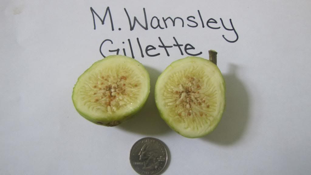  photo mwamsleygillette2.jpg