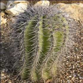 SaguaroCactus.jpg