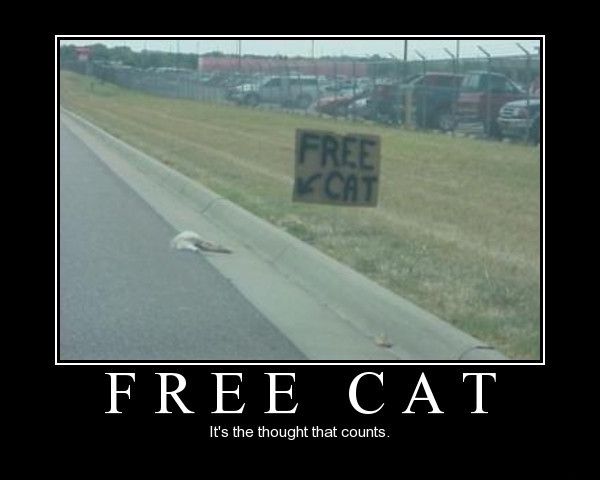 freecat.jpg