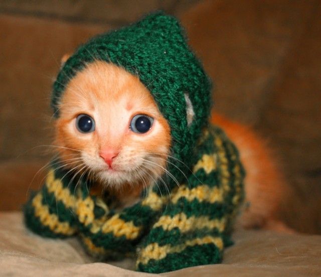 kitteninsweater.jpg