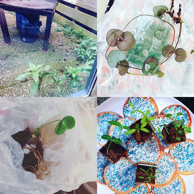 stekjes moestuintjes verpotten