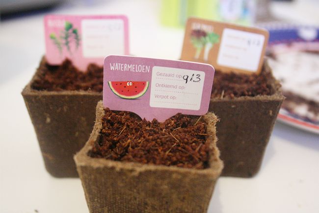 AH moestuintjes albert heijn