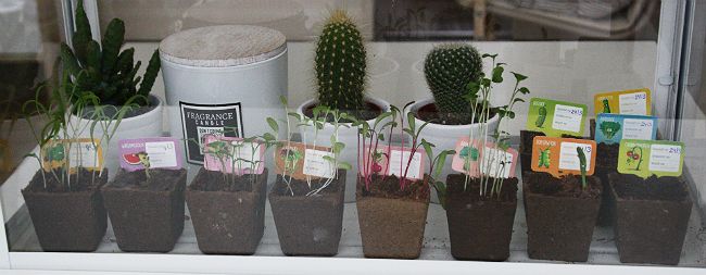 albert heijn moestuintjes groeidagboek