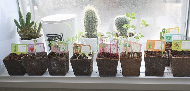 albert heijn moestuintjes groeidagboek
