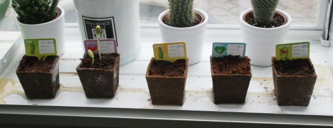 albert heijn moestuintjes groene vingers voor beginners