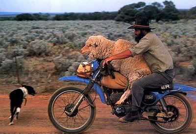 man_and_sheep_on_motorcycle.jpg
