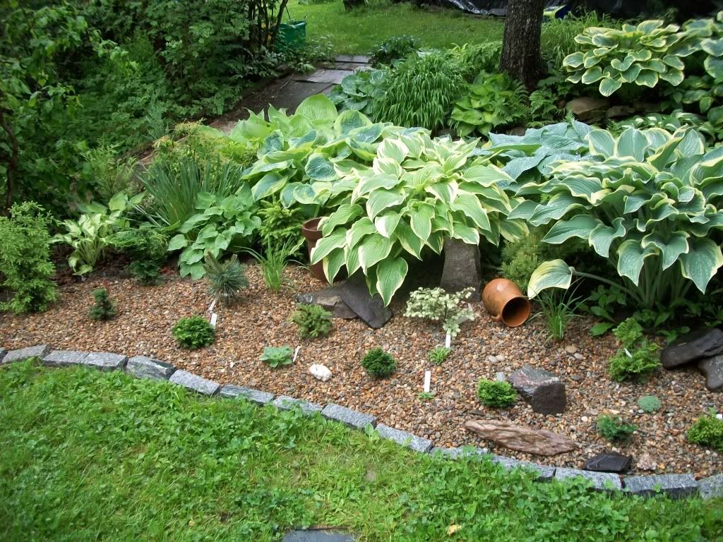 mini conifer bed