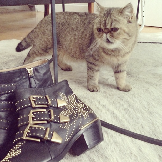 LE FASHION BLOG INSTAGRAM PICTURES CHLOE SUSANNA STUDDED BOOTS FROU EXOTIC SHORTHAIR FUNNY CUTE FASHION CAT PHOTO PIC 4