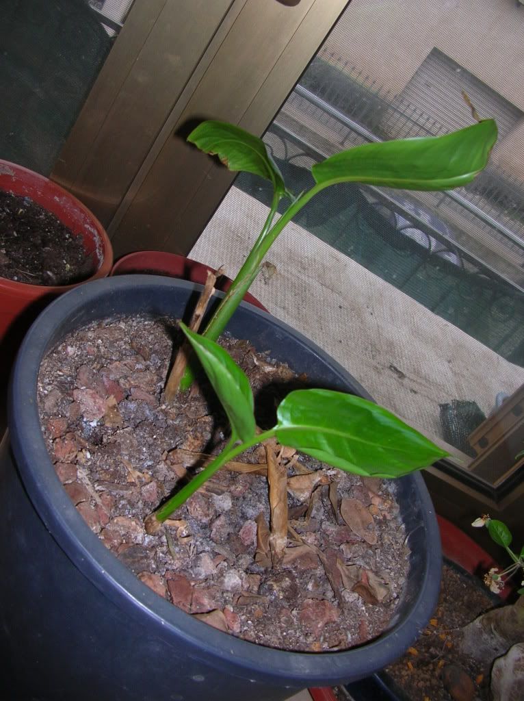 15-Heliconia-23-02-2011.jpg