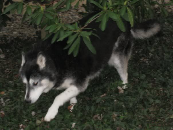 Sami-1.jpg