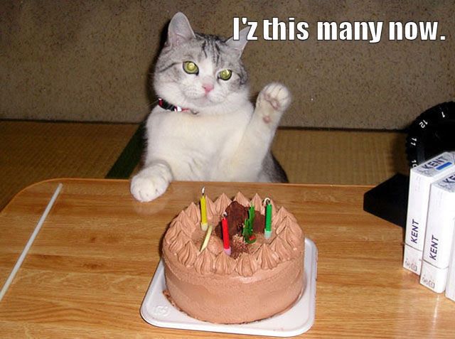 [Image: BirthdayCat.jpg]