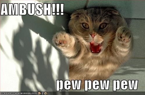 [Image: funny-pictures-ambush-cat.jpg]