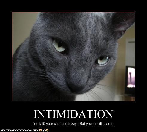 [Image: funny-pictures-cat-is-intimidating.jpg]