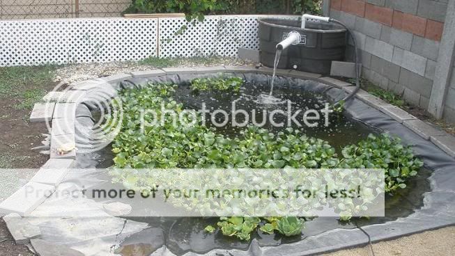 filter suggestions for an outdoor turtle pond - looking to upgrade ...