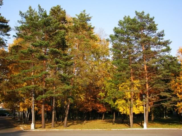 ��адион �енина