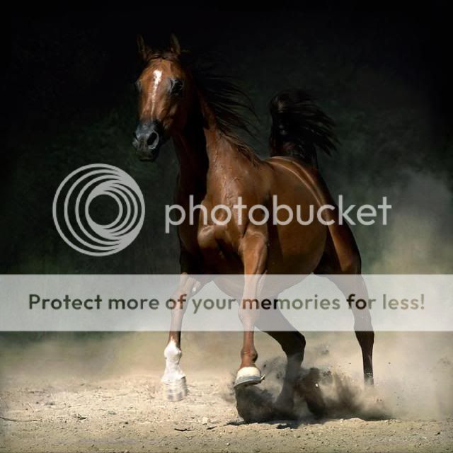 http://i1196.photobucket.com/albums/aa413/Sanka75/Painters/12016971-md.jpg