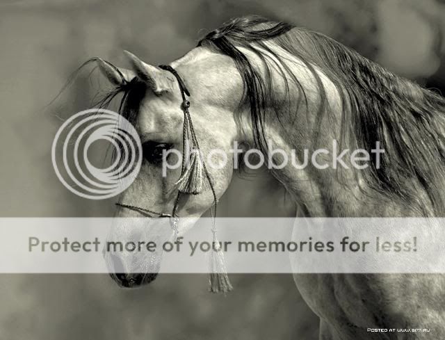 http://i1196.photobucket.com/albums/aa413/Sanka75/Painters/1237819250_28-arabian-horses-photos-wojtek-kwiatkowski.jpg