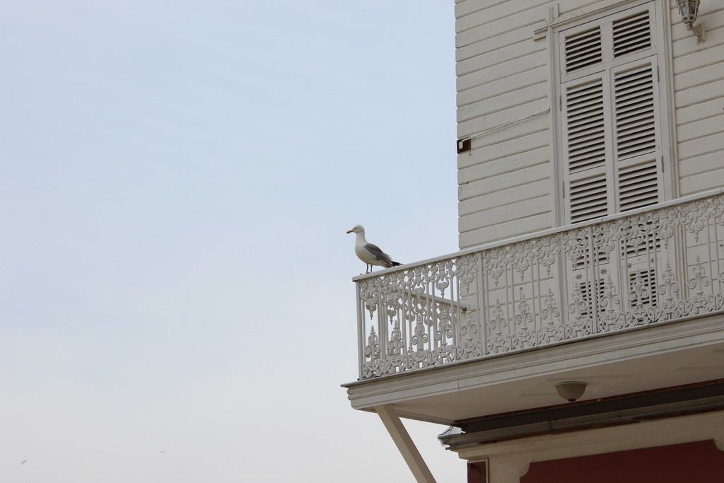 photo IMG_1259_zpsqda22hja.jpg